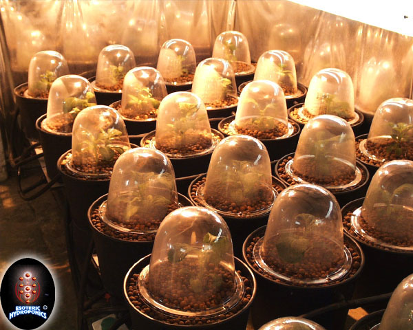 Propagation pods for the quality hydropod system.